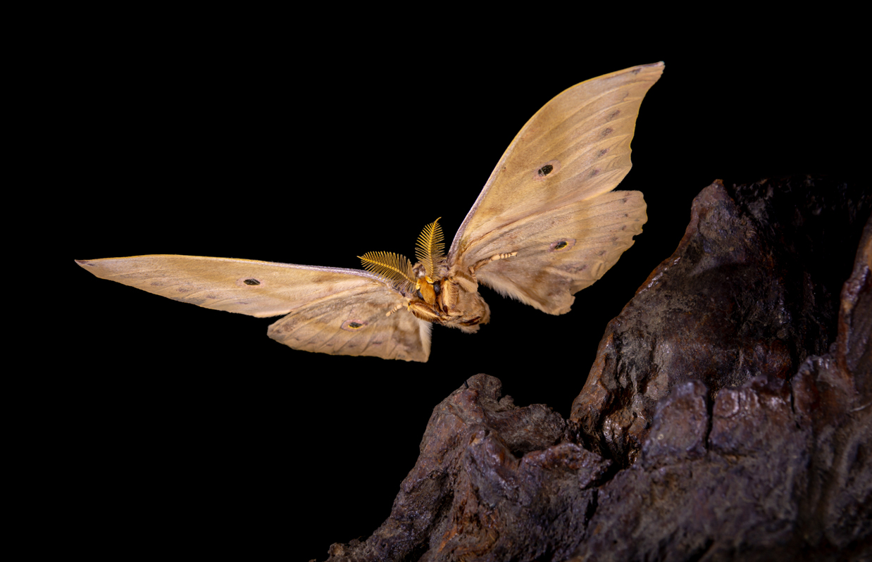 Absorption Mechanisms of Moth Wing Scales - Head Acoustics GmbH